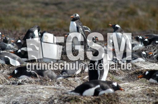 Eselspinguin (04 von 97).jpg